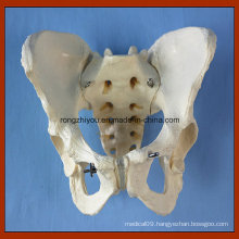 Adult Female Pelvis Model Teaching Anatomical Model